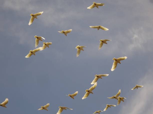 istock Little Corella - Cacatua sanguinea 10. 1161140904