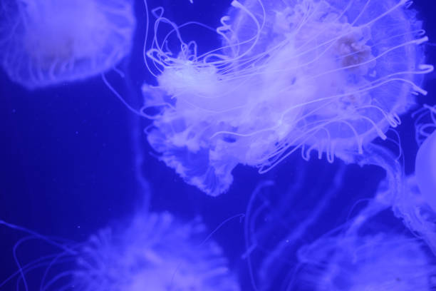 istock Beautiful jellyfish in the aquarium. 1161141497
