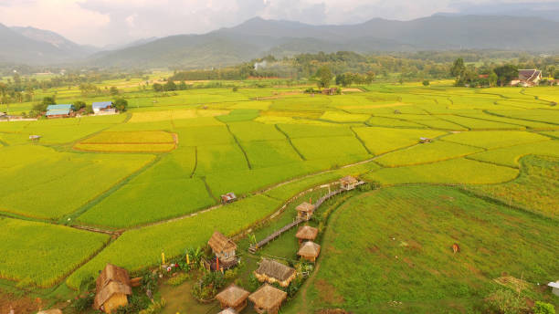 istock The beautiful landscape of rice fields 1161142320