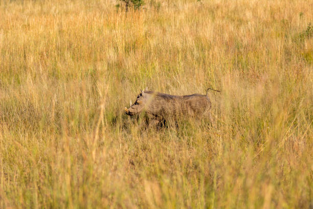 in South Africa
