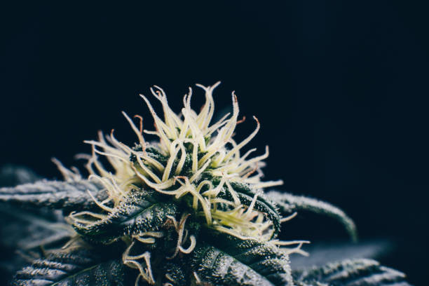 istock legal medical cannabis marijuana bud 1161148376