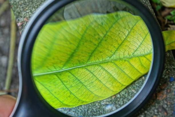 istock black magnifier increases the fallen green yellow leaf 1161148966