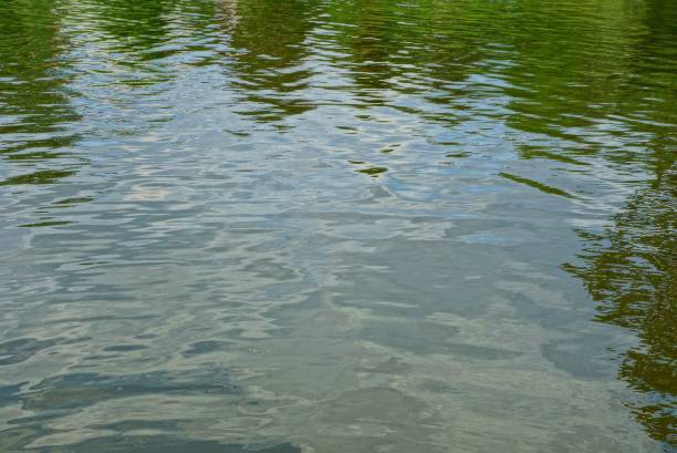 istock gray green texture of water and waves 1161149544