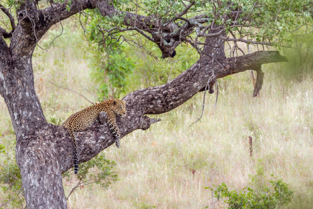 istock Leopard in Kruger National park, South Africa 1161149717