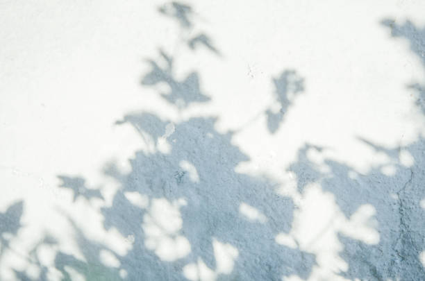 istock Shadow of the leaves on a blue wall. - Image 1161151299