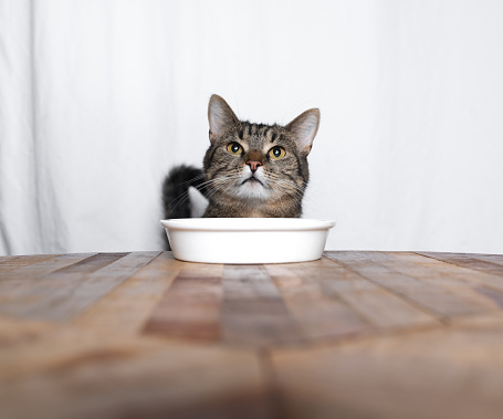 tabby shorthair cat with fold back ears looking up in front of an empty food bowl standing on wooden table in front of white curtains
