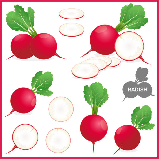 Set of fresh red radish with green leaves in various cuts and styles, vector illustration format Set of fresh red radish with green leaves in various cuts and styles, vector illustration format radish stock illustrations