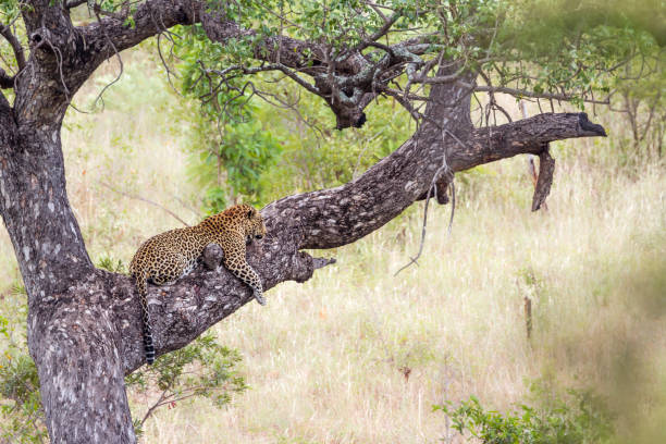 istock Leopard in Kruger National park, South Africa 1161151642