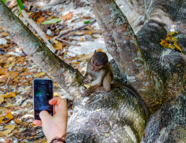 istock Tourist photographs a monkey on a smartphone 1161153099