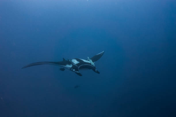 istock A flying Manta ray in Socorro Island 1161153109