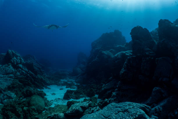 un rayo de manta volador en la isla socorro - lecho del mar fotografías e imágenes de stock