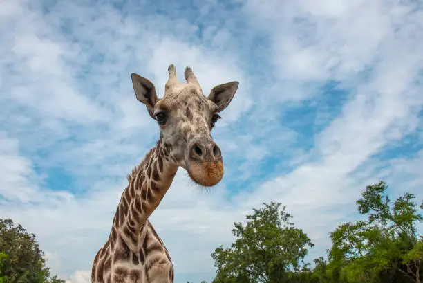 Photo of Closeup giraffe on blue sky background