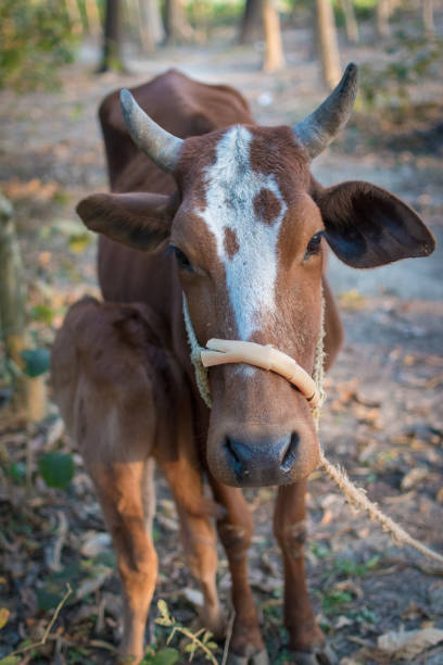 madre mucca che nutre il suo bambino - domestic cattle calf mother field foto e immagini stock