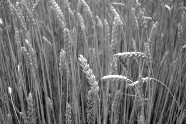 istock Wheat field close-up with blur effect in black and white. 1161154862