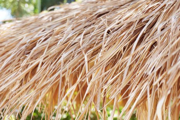 istock dry Nypa fruticans leaves roof 1161157896