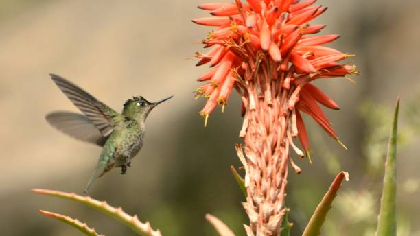 istock Hummingbird at a park in Santiago, Chile 1161159101