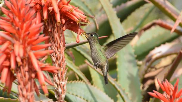 istock Hummingbird at a park in Santiago, Chile 1161159105
