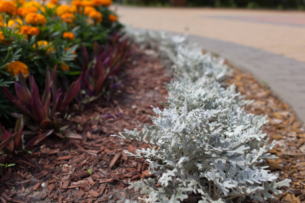 istock Silver dust Cineraria maritima in the garden, close up 1161160644