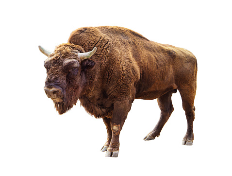standing european bison isolated on white