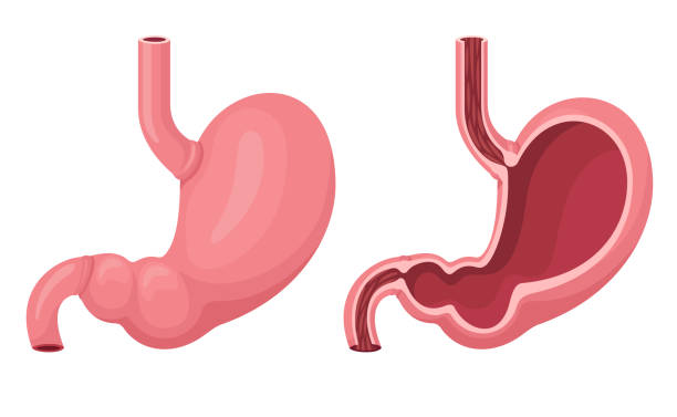 menschlicher magen innen und außen. - speiseröhre stock-grafiken, -clipart, -cartoons und -symbole