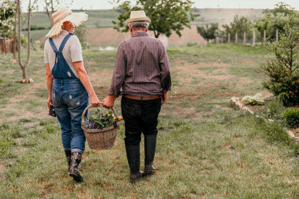 счастливые старшие садовники. - senior adult couple farm gardening стоковые фото и изображения