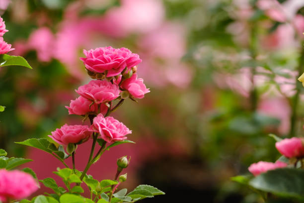 istock beautiful blooming pink roses 1161162336