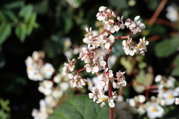 istock Beautiful White Begonia Flowers with Soft Background 1161163480