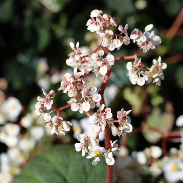 istock Beautiful White Begonia Flowers with Soft Background 1161163483