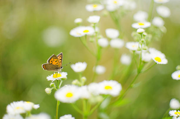 istock A colored butterfly on a flower in nature 1161164846