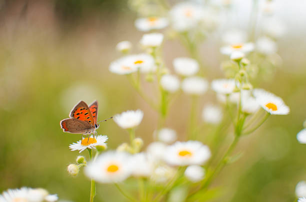 istock A colored butterfly on a flower in nature 1161164848