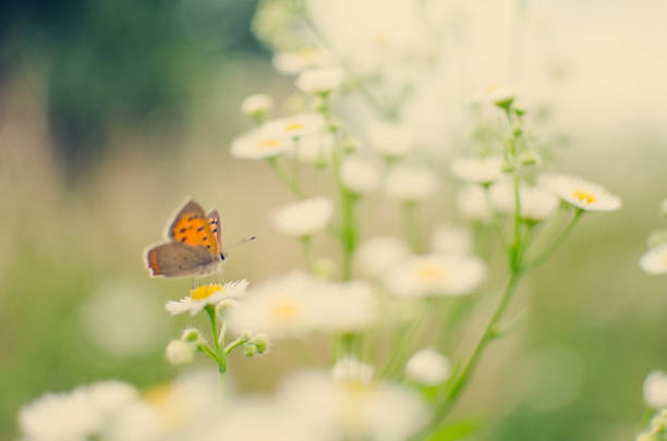 istock A colored butterfly on a flower in nature 1161164851