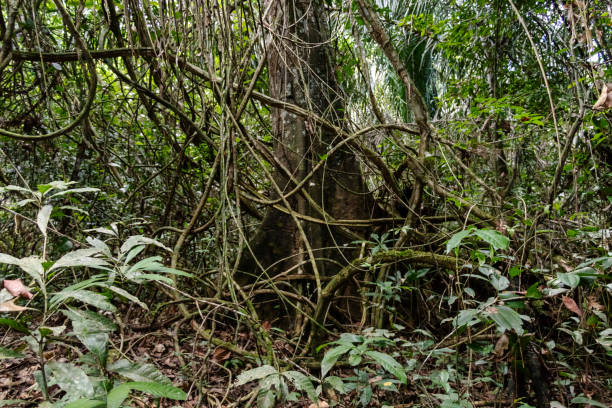 istock Blurred background with authentic rainforest, jungle of Amazon River basin in South America 1161169699