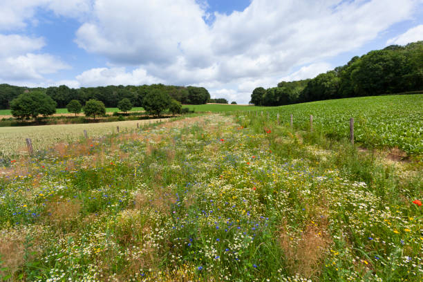 istock Wild flowers for bees between two agricultural fields 1161170206