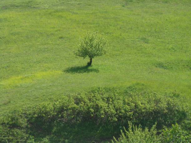 istock Top view one tree on a field  with green grass 1161170359