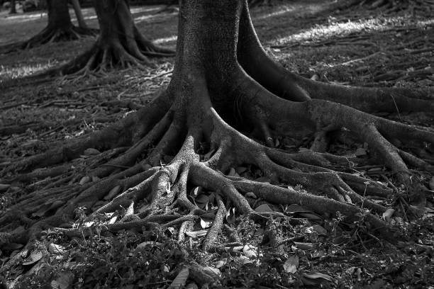istock Morning in the park 1161171116
