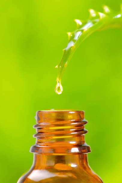 istock essence from Aloe Vera medicinal plant 1161171241