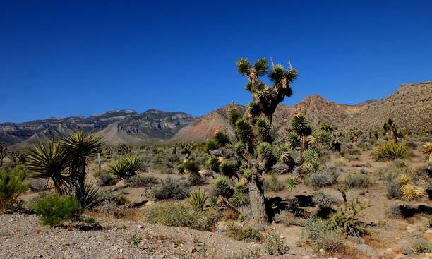 istock Death Valley Drive, California, USA 1161171527