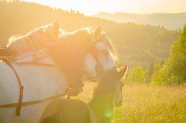 Foal in the field