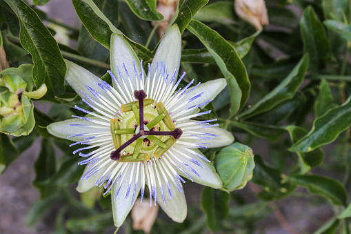 Eagle eye view of  a passiflora, also called passion flower