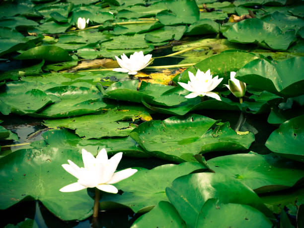 istock Lotus or Water lily white flower close up 1161176225