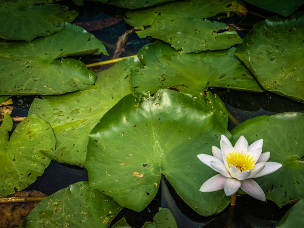 istock Lotus or Water lily white flower close up 1161176229