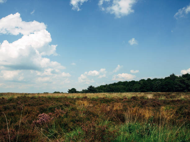 istock Field ar meadow with trees and blue sky 1161176259