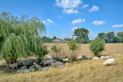 Pastoral setting in Provence
