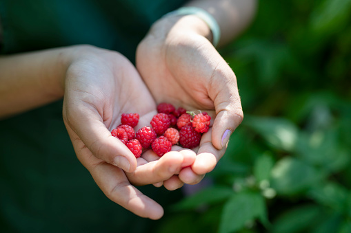 Close up of female hands holding organic raspberries in garden.