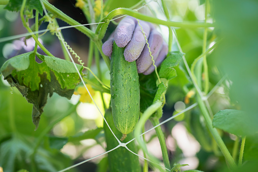 Close up picture of an organic cucumber, greenhouse cultivation, selective focus.