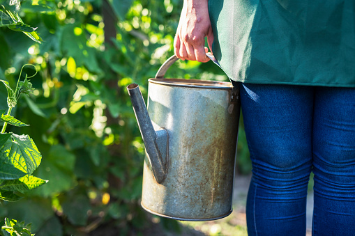 Unrecognizable woman holding watering can in garden, working in vegetable garden.