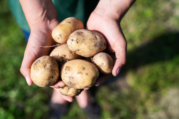 istock Female hands holding raw potato in garden. 1161178032