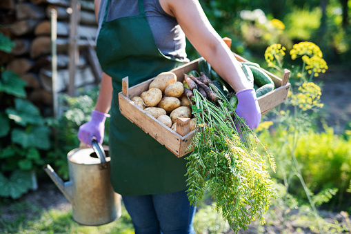 Unrecognizable woman hands holding basket with vegetables and watering can.