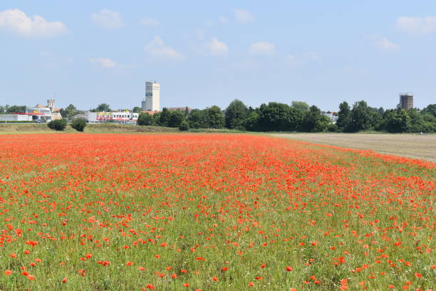 istock Field of poppies 1161178141