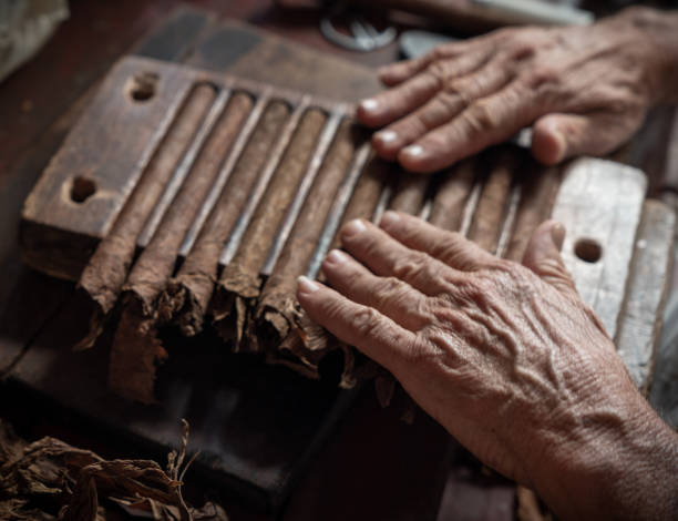 Cigar rolling or making by torcedor in cuba, Pinar del rio province Cigar rolling or making by torcedor in cuba, Pinar del rio province cigar photos stock pictures, royalty-free photos & images